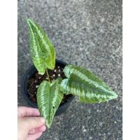 ราคา กวักพระพรหมเขียว จากแม่ด่าง ขายในราคาไม้เขียว ต้นใหญ่ ฟอร์มดี แข็งแรง #กวักพระพรหม #กวักพระพรหมด่าง (9740276638)