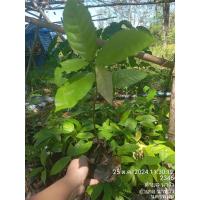 ราคา ต้นโกโก้ พันธุ์ชุมพร1 (29165458920)