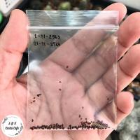 ราคา เมล็ดเฟเรีย frailea grahliana (4564412509)