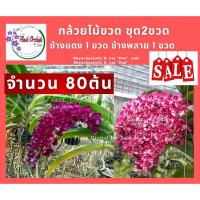 ราคา ชุด 2 ขวด กล้วยไม้ขวด ช้างแดง 1ขวด + ช้างพลาย 1 ขวด ต้นอ่อนกล้วยไม้ ช้างแดง+ช้างพลาย กล้วยไม้สกุลช้าง กล้วยไม้เพาะเมล็ด (3849163727)