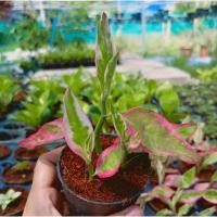 ราคา นกน้อยนำโชค ด่างชมพู กวักมรกต (16034432688)