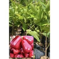 ราคา ต้นชมพู่ทับทิมจันทร์ (ตอนกิ่ง) (13148832478)