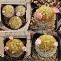 ราคา กระบองเพชร แมมมิลลาเรีย คามิเน่, คามิเน่ บุดดา ไม้เพาะเมล็ด คละสีดอก (5930463750)