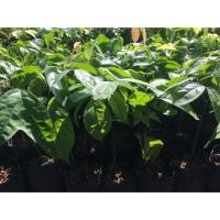 ราคา ต้นลูกเนียงเบาแท้100%ไม่เกิน3ปีติดลูก (7636150800)