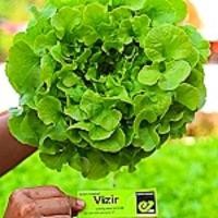 ราคา กรีนโอ๊ค green oak (GARLAND) Hi-Q 1000 pills(เคลือบ) (44123196860)