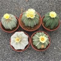 ราคา เมล็ดแอสโตรไฟตั้มแอสทีเรียสปลาดาว (1576029318)