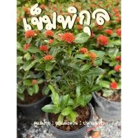 ราคา ต้นเข็มพิกุลดอกแดง ต้นสวยๆพร้อมดอก กระถาง 5" (23653920254)