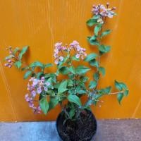 ราคา บอนไซ เชอรี่แคระ พร้อมกระถาง บอนไซ พลาสติก(รูปร่างแต่ละต้นไม่เหมือนกัน) (5820380229)