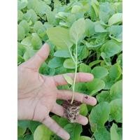 ราคา มะเขือเปาะน้ำหยดราชบุรี29 (44654917585)