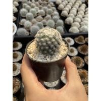 ราคา Mammillaria Schiedeana แมมขนนกเหลือง หนามสีขาว (8580688357)