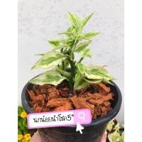 ราคา ต้นนกน้อยนำโชค ไม้มงคล (9027466349)