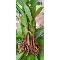 ราคา ต้นกล้ากระชายขาว กระชายเหลืองพร้อมปลูก (10121444740)