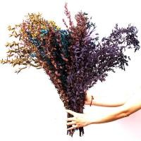 ราคา ใบละเอียด ยูคาลิปตัส ดอกไม้แห้ง ใบเงิน ดอกไม้ที่เก็บรักษาไว้ ใบยูคาลิปตัส ทองแดง ร่วม (48353977513)