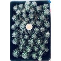 ราคา แคคตัส กระบองเพชร แมมเม็ดพริก ( Mammillaria prolifera )ไม้เมล็ด ต้นละ 2 บาท (14434745953)