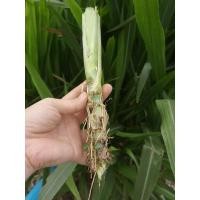 ราคา ท่อนพันธุ์หญ้าหวานอิสราเอล 79 ท่อน (27958482341)