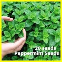 ราคา 20เมล็ด เมล็ดสะระแหน่ Peppermint Seeds เมล็ดพันธุ์ สะระแหน่ Edible Natural Mint Herbs Seeds Flower Seeds เมล็ดบอนสี (26730275973)