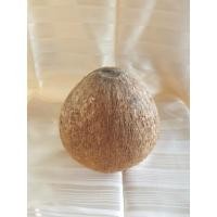 ราคา มะพร้าวกะลาตาเดียว ลูกใหญ่ (ยังมีน้ำและเนื้ออยู่) (21339778786)