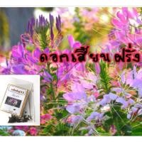 ราคา เมล็ดดอกเสี้ยนฝรั่ง คละสี เสี้ยนฝรั่ง 10แถม1คละอย่างได้) (7533774477)