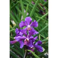 ราคา กล้วยไม้ กลิ่นหอม เจ้าพระยา ไวโอเล็ต (Chao Praya Violet) กล้วยไม้ลูกผสม ออกดอกตลอดทั้งปี ขายแบบตัดสด ยังไม่ติดดอก (19786172749)