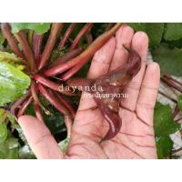 ราคา ต้นพันธุ์กระจับเขาควาย ชุด​ 10 ต้น​ 60-70 ซม.เจ้าของสวนมาเอง เจ้าเดิมเจ้าเก่า ขายมาแล้วกว่าพันต้น (4387588764)