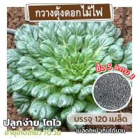 ราคา เมล็ดพันธุ์ กวางตุ้งดอกไม้ไฟ กวางุต้งแทตฉ่อย แบ่งขาย 120 เมล็ด (ซื้อ 5 แถม 1)✨ คละชนิดได้ (20286523586)