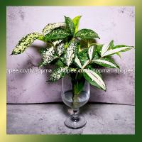 ราคา (จำนวน 1 กิ่ง) ไผ่ฟิลิปปินส์ด่าง ไผ่มังกรทอง ไผ่สีทอง ไผ่ญี่ปุ่น เป็นไม้ใบลายสวย กิ่งยาว 15-20 ซม. (14149218609)