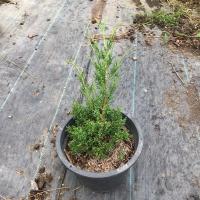 ราคา สนชิมปากุ (kishu shimpaku) กระถางขนาด 8 นิ้ว สูงประมาน 15 ซม. (40808067014)