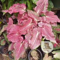 ราคา ฮกหลงชมพู บอนสี บอนสีฮกหลง สีชมพู (ต้นเบบี้/ยังไม่กัดสี) (15741639973)