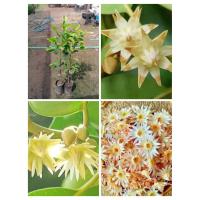 ราคา ต้นพิกุลทอง #สูง 50-60 cm 2 ต้น 129 บาท (28460321871)