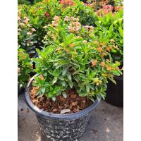 ราคา ต้นโป๊ยเซียนแคระ ดอกสีแดงเขียวในกระถาง8นิ้ว (12181235712)