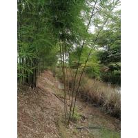 ราคา [เหง้าชํา] ไผ่ซางนวล แม่พันธุ์เพาะเมล็ด 4 ปี (42105277004)