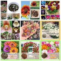 ราคา เมล็ดพันธุ์ดอกไม้ เมล็ดพันธุ์พืช เมล็ดพันธุ์ผลไม้ เมล็ดพันธุ์หลากหลายชนิด พร้อมส่ง (23236332897)