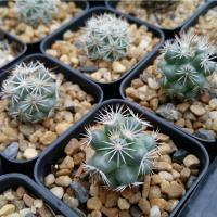 ราคา แมมชูแมนนิไอ Mammillaria Schumannii แคคตัส Cactus (19519461483)