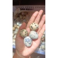 ราคา รัตนา ฟาร์มนกกระทา ไข่นกกระทาสด 100 ฟอง 120 บาท ฟองละ 1.20 บาท (28050716341)