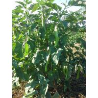 ราคา ต้นกล้ามะเขือยาวเขียว พร้อมปลูก กล้าละ 10 บาท ซื้อ 10 แถม 2 ต้นมะเขือยาวเขียว พร้อมปลูกลงดิน มะเขือยาวสีเขียว (27153070859)