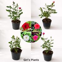 ราคา ต้นกุหลาบหนู กุหลาบหนูแคระ กุหลาบจิ๋ว ขนาดกระถาง 3 นิ้ว ดอกสวย แข็งแรง ปลูกง่าย (3890631483)