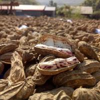 ราคา 20 เมล็ด ถั่วลิสงลายเสือ ถั่วลายเสือแม่ฮ่องสอน (Tiger Stripe Peanut Mae Hong Son.) (40472560300)