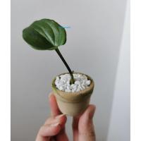 ราคา ว่านรวยล้นฟ้า​จิ๋ว สไตล์มินิมอล เลี้ยงง่าย​ ใบออกลายด่างจุด​ #ไม้ใบ #ไม้จิ๋ว #มินิมอล #บอนไซ #บอนไซจิ๋ว #minimal (3194042700)