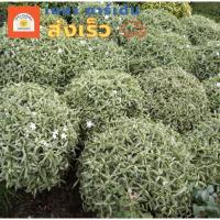 ราคา ต้น พุดศุภโชคเงินหรือพุดศุภโชคด่าง ดอกสีขาว สูง 60ซม.(อ่านรายละเอียดก่อนสั่ง) (ส่งเร็ว) (29658085889)