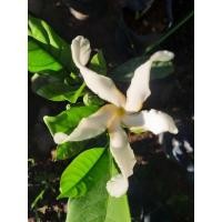 ราคา ต้นพุดเศรษฐีสยาม พุดเศรษฐีสยาม (23215696466)