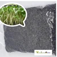 ราคา เม็ดทานตะวัน สำหรับเพาะต้นอ่อน บรรจุ1kg. (4124409297)