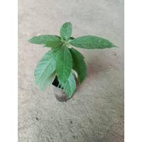 ราคา ต้นพันธุ์ อะโวคาโดเอ034 ถุงดำพร้อมปลูก 199 บาท อะโวคาโด A.034 เป็นอะโวคาโดลูกผสมจากเวียดนาม (52700155146)