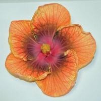 ราคา 20 เมล็ด ดอกชบา Hibiscus Seeds เป็นดอกไม้ที่มีสีสันสวยงาม สายพันธุ์ Affair Cajun Hibiscus (42272922566)