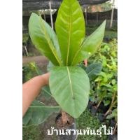 ราคา ต้นจิกทะเล ต้นกิ่งชำ สูง 30-40 ซม. จัดชุด 2 ต้น (24509729064)