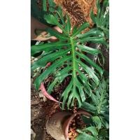 ราคา ม้าโดนัท Haworthia pumila donut ฮาโวเทีย ไม้อวบน้ำ กุหลาบหิน cactus&succulentหลากหลายสายพันธุ์ (25532496849)