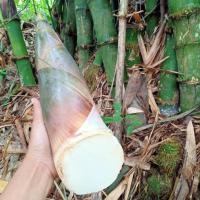 ราคา หน่อไม้ไผ่ตงลืมแล้ง หน่อไผ่ตัดสด (11705150719)