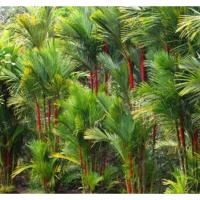 ราคา ต้นไม้มงคลต้นหมากแดง (22569540850)