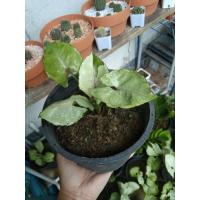 ราคา ออมเงินด่าง /ไม่ด่าง /มีเชื้อด่าง (3079188382)