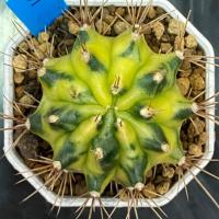 ราคา ❤️❤️มีส่งด่วน❤️❤️แคคตัส ไม้ชำหน่อ (R67)/Cactus/Gymno /Gymnocalycium /ยิมโนด่าง/ไม้ชำหน่อ (42872751743)
