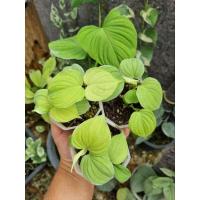 ราคา Philodendron sp. peru/Philodendron fibraecataphyllum (ฟิโลเดนดรอน เปรู) (11781036155)